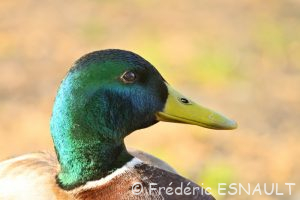 Canard colvert (Anas platyrhynchos)