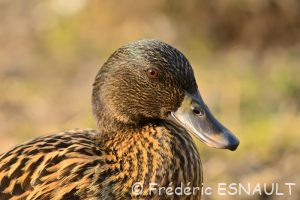 Canard colvert (Anas platyrhynchos)