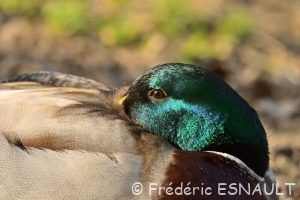 Canard colvert (Anas platyrhynchos)
