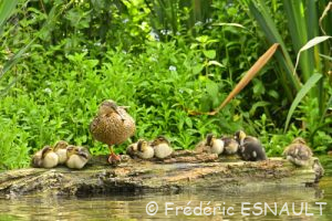 Canard colvert (Anas platyrhynchos)