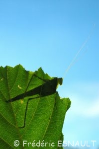 Grande Sauterelle verte (Tettigonia viridissima)