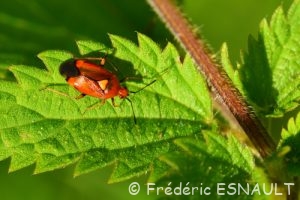 La Miride rouge (Deraeocoris ruber)