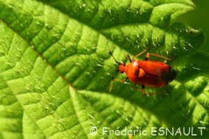 La Miride rouge (Deraeocoris ruber)