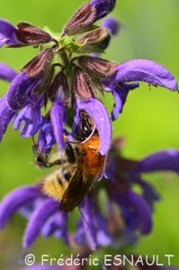 Bourdon des champs (Bombus pascuorum)