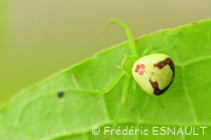 Thomise à trois taches (Ebrechtella tricuspidata)
