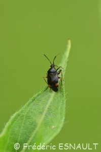 Miride rouge (Deraeocoris ruber)