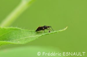 Miride rouge (Deraeocoris ruber)