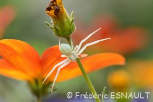 Thomise variable (Misumena vatia)