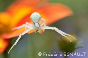 Thomise variable (Misumena vatia)