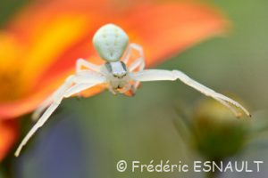 Thomise variable (Misumena vatia)