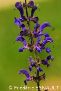 Sauge des prés (Salvia pratensis)