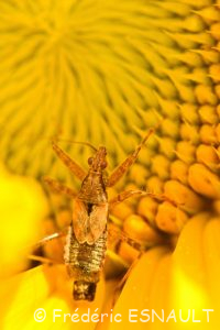 Punaise aptère (Himacerus apterus)