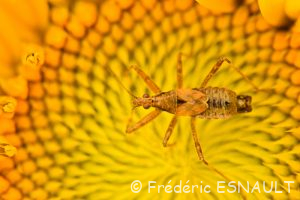 Punaise aptère (Himacerus apterus)