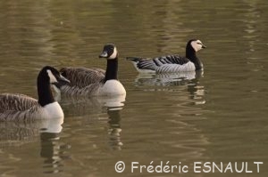 Bernache nonnette (Branta leucopsis)