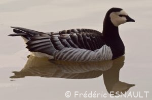 Bernache nonnette (Branta leucopsis)