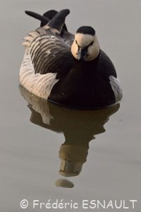 Bernache nonnette (Branta leucopsis)