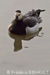 Bernache nonnette (Branta leucopsis)