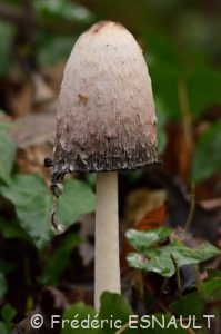 Coprin chevelu (Coprinus comatus)