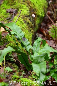 Langue-de-cerf (Asplenium scolopendrium)