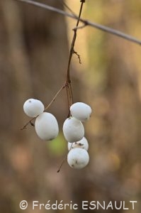 Symphorine (Symphoricarpos albus)