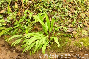 La fougère Scolopendre ou Langue-de-cerf (Asplenium scolopendrium)