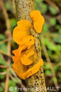 Trémelle mésentérique (Tremella mesenterica)