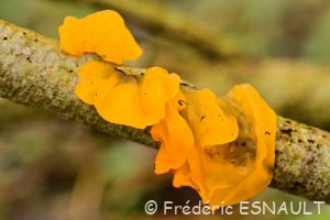 Trémelle mésentérique (Tremella mesenterica)