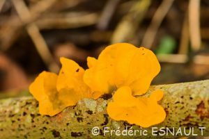 Trémelle mésentérique (Tremella mesenterica)