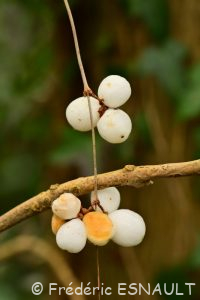 Symphorine (Symphoricarpos albus)