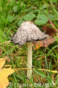 Coprin chevelu (Coprinus comatus)