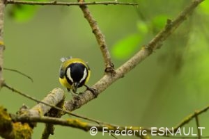 Mésange charbonnière (Parus major)