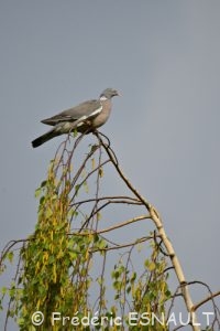 Pigeon ramier (Columba palumbus)