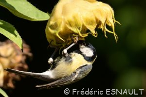 Mésange charbonnière (Parus major)