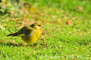 Verdier d'Europe (Chloris chloris)
