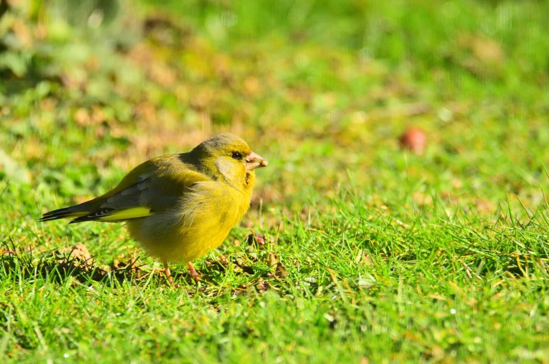Verdier d’Europe (Chloris chloris)