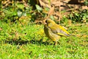 Verdier d'Europe (Chloris chloris)
