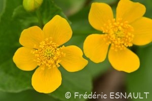 Populage des marais (Caltha palustris)