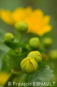 Populage des marais (Caltha palustris)