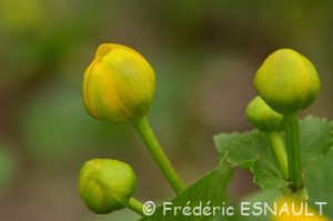Populage des marais (Caltha palustris)