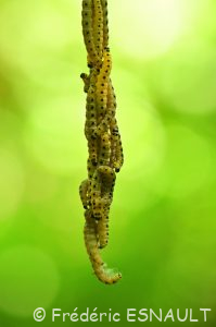 Hyponomeute du Saule (Yponomeuta rorrella)