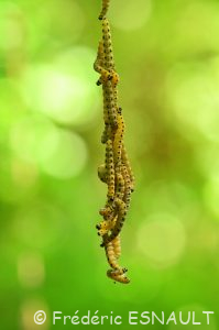 Hyponomeute du Saule (Yponomeuta rorrella)