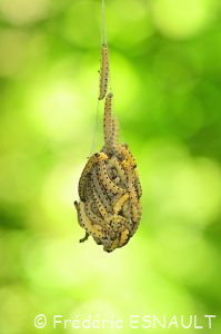 Hyponomeute du Saule (Yponomeuta rorrella)