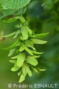 Orme champêtre (Ulmus minor)