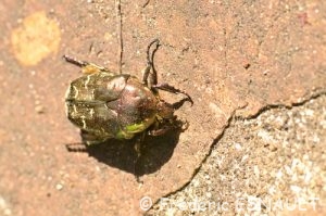 Cétoine dorée (Cetonia aurata)