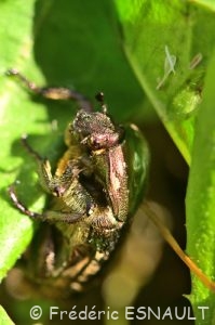 Cétoine dorée (Cetonia aurata)