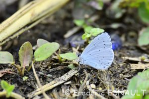 Azuré des nerpruns (Celastrina argiolus)