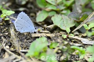 Azuré des nerpruns (Celastrina argiolus)