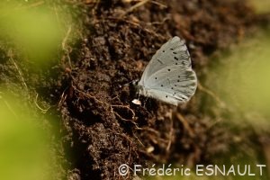 Azuré des nerpruns (Celastrina argiolus)