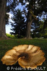 Polypore écailleux (Cerioporus squamosus)