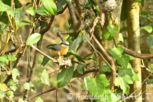 Sitelle torchepot (Sitta europaea)